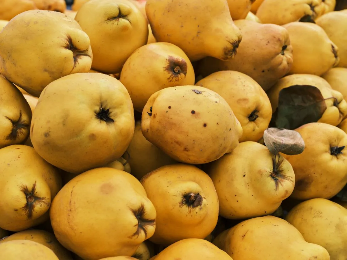 Fresh Quince