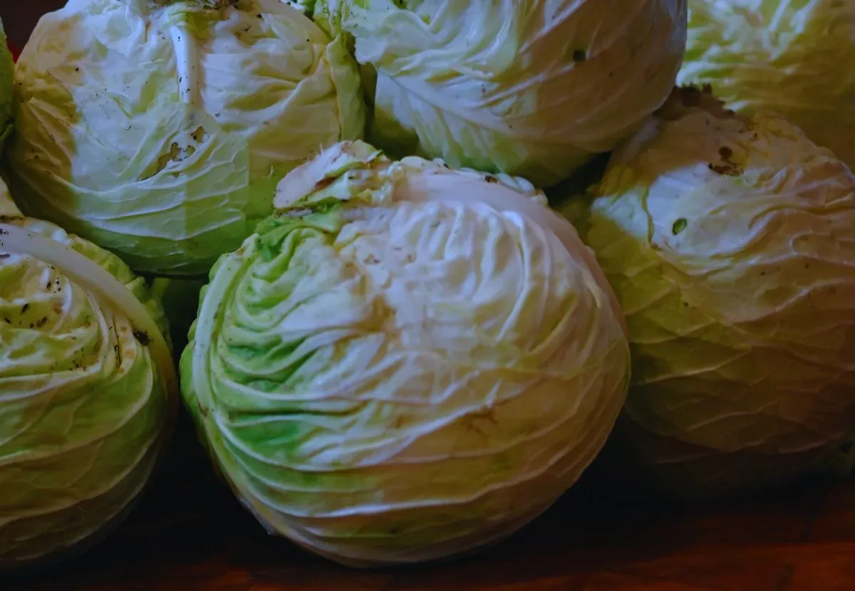 Fresh White Cabbage