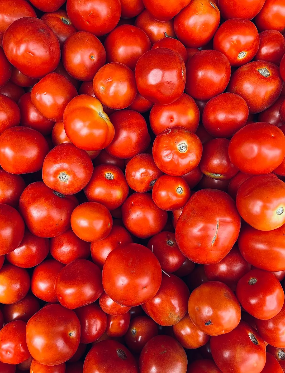 Fresh Tomato