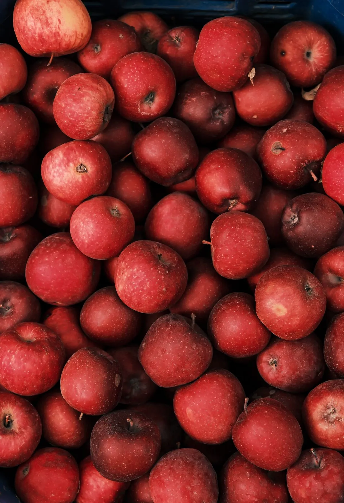 Fresh Apple