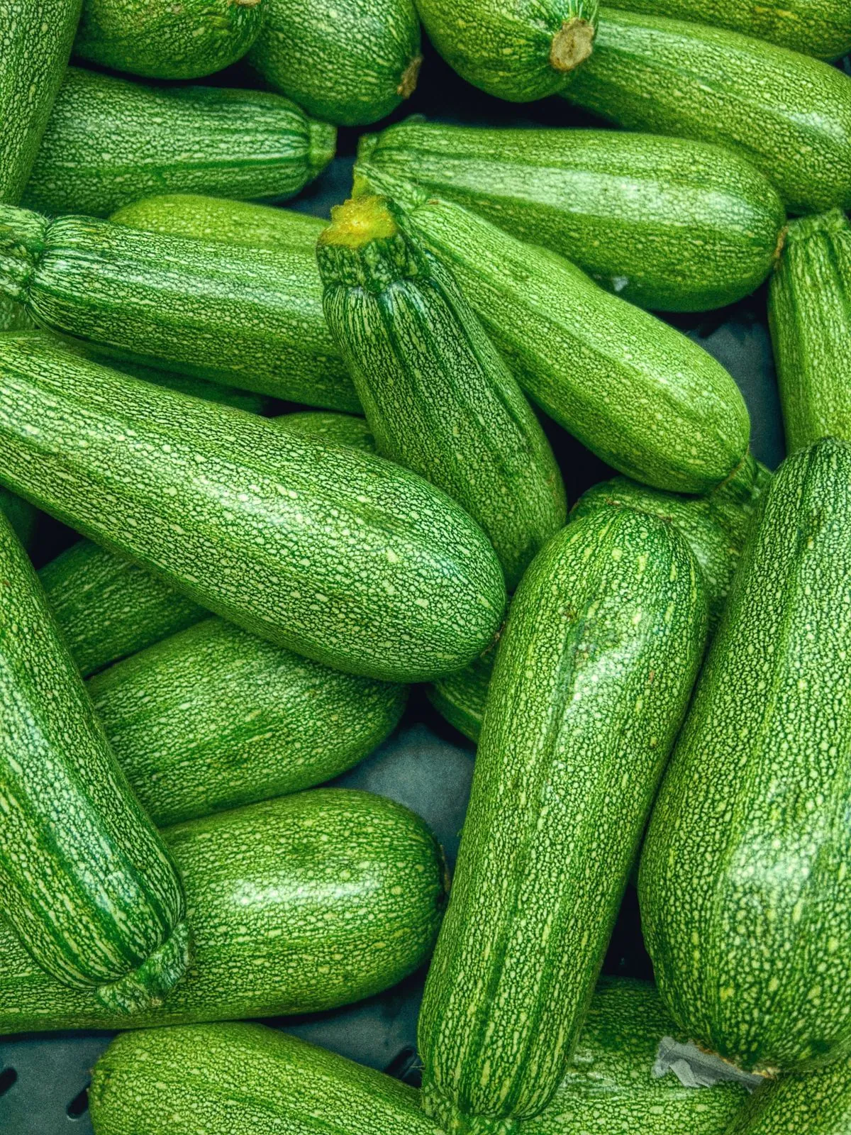 Fresh Zucchini