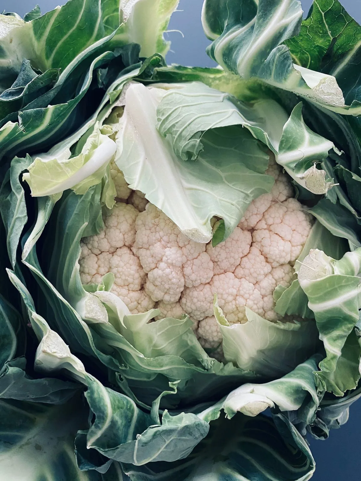 Fresh Cauliflower
