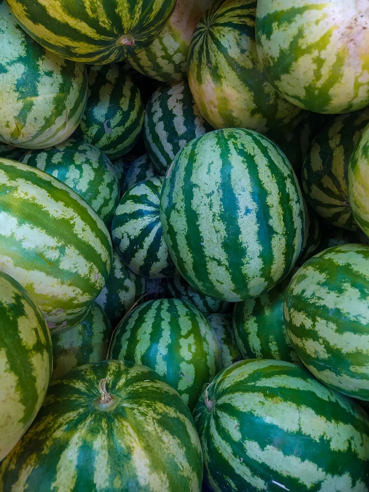 Fresh Watermelon