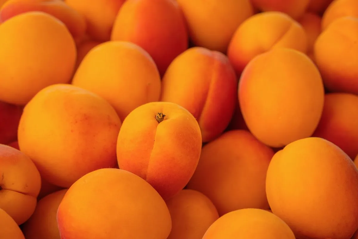 Fresh Apricot
