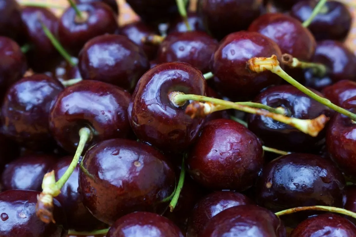Fresh Cherry