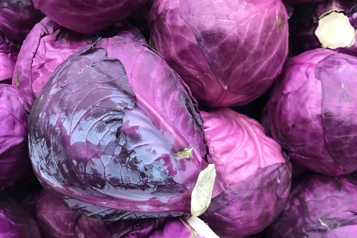 Fresh Red Cabbage