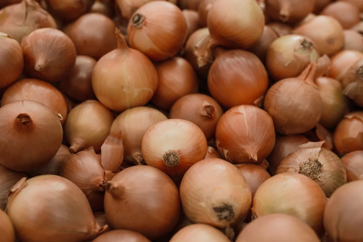 Fresh Dry Onion