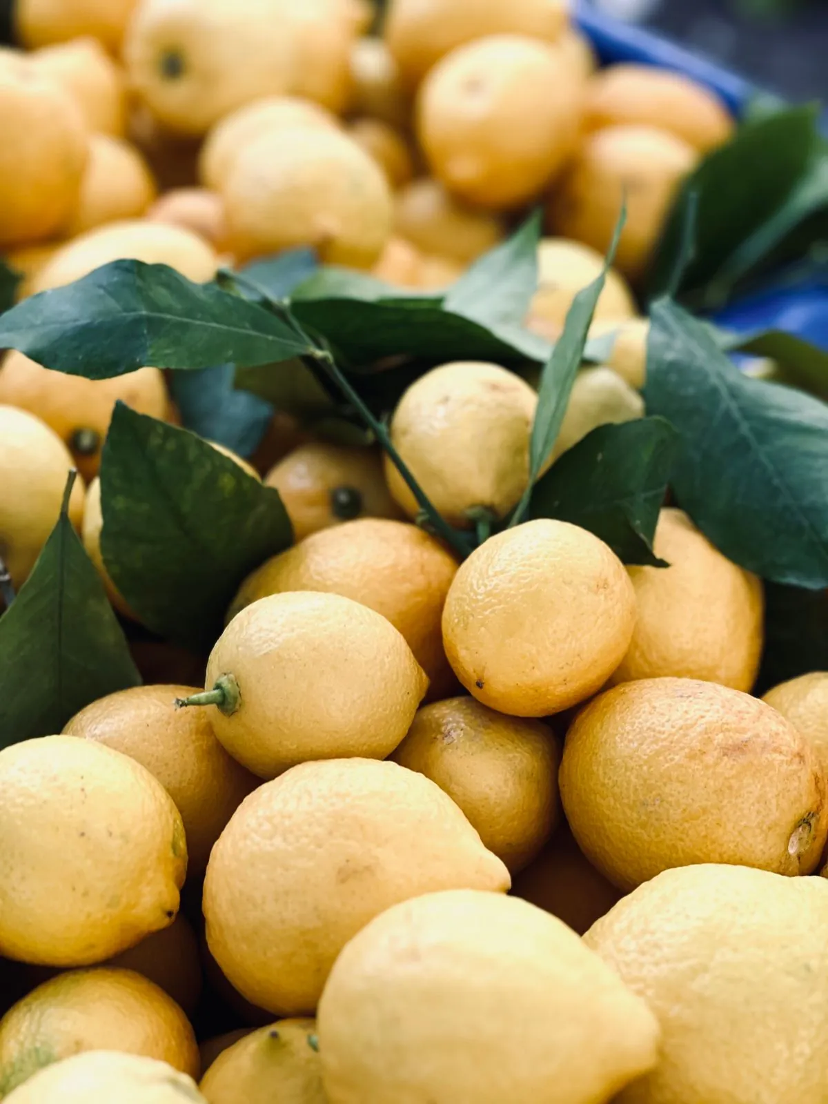 Fresh Lemon