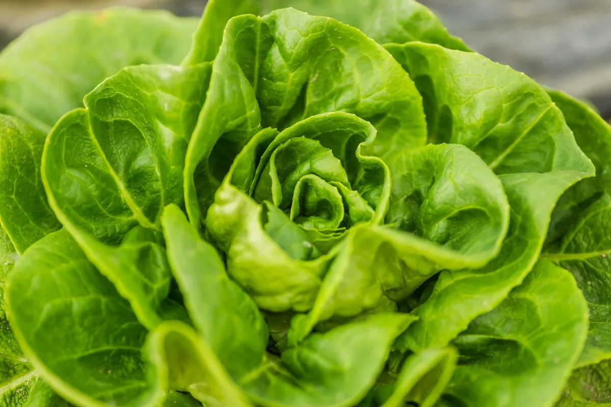 Fresh Lettuce