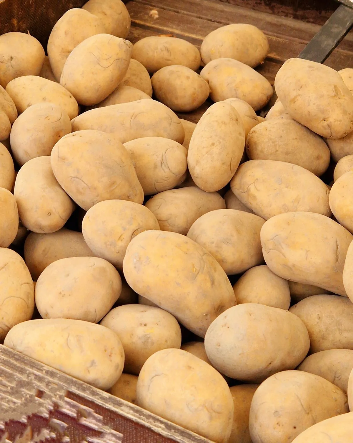 Fresh Potato