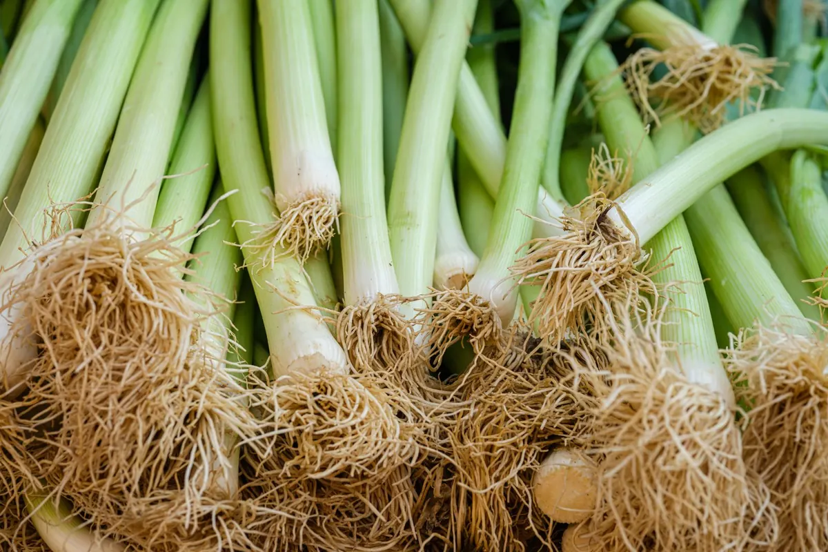 Fresh Leek