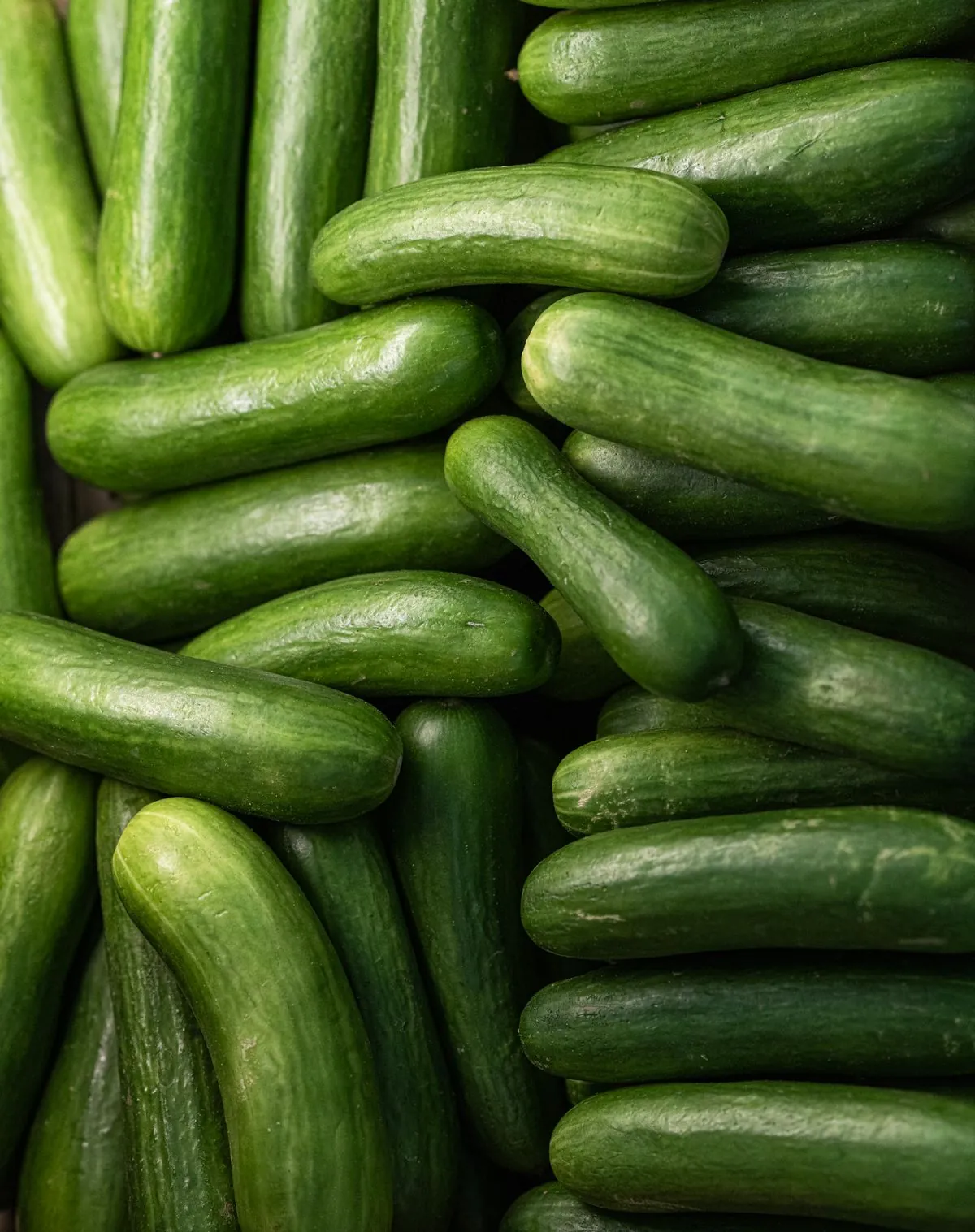 Fresh Cucumber