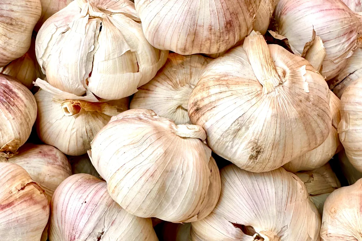 Fresh Garlic