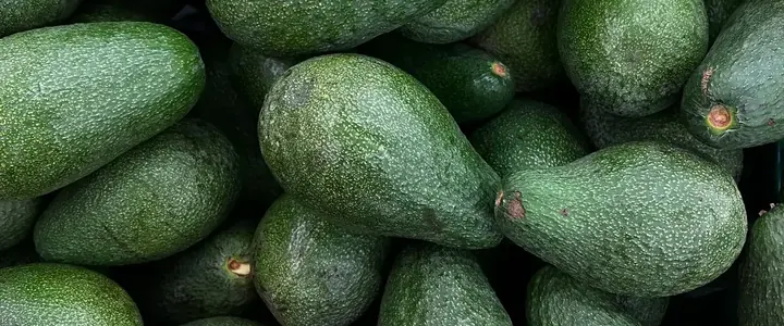 Fresh Avocado
