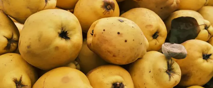 Fresh Quince