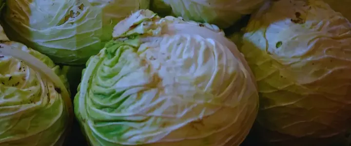 Fresh White Cabbage