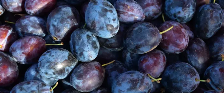 Fresh Plum