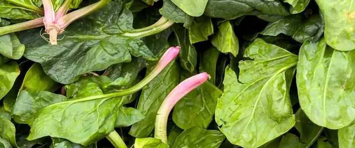 Fresh Spinach