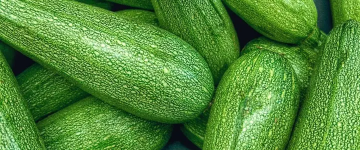 Fresh Zucchini