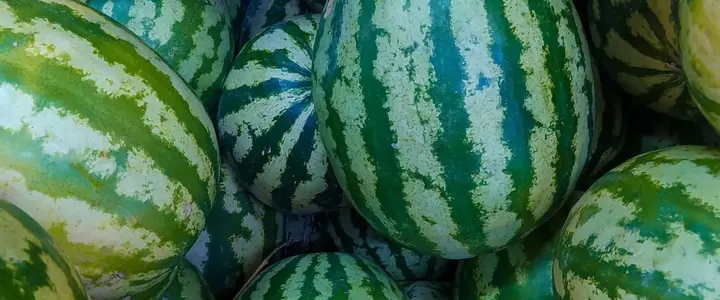 Fresh Watermelon