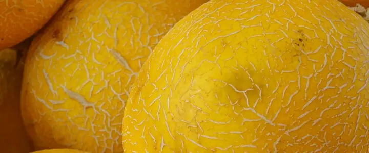 Fresh Melon