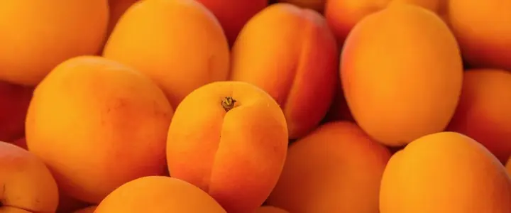 Fresh Apricot