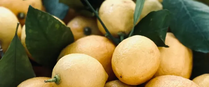 Fresh Lemon