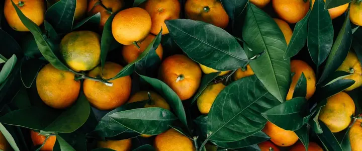 Fresh Mandarin