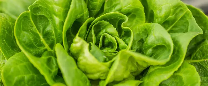 Fresh Lettuce