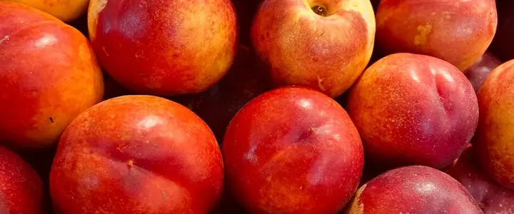 Fresh Nectarine