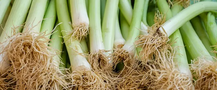Fresh Leek