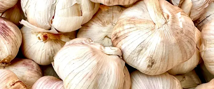 Fresh Garlic