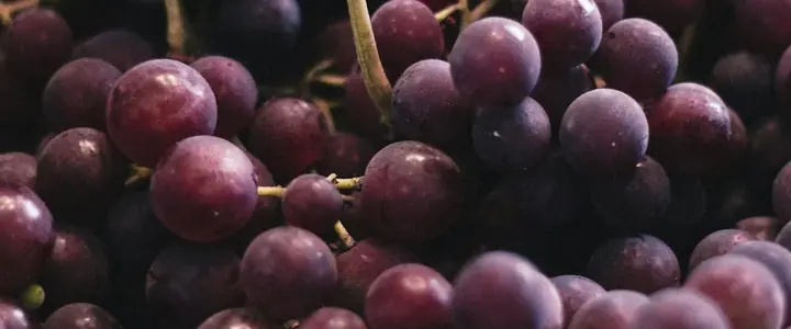 Fresh Grapes