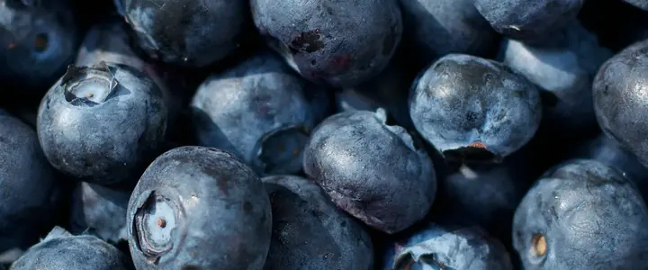 Fresh Blueberry